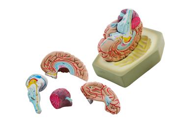 Eisco Labs Model Human Brain - 8 Parts