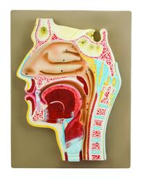 Eisco Labs Human Nose Anatomical Model, Longitudinal Section, 2 Times Life Size, Approx 12