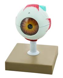 Human Eye Model - 3X Enlarged - 7 Parts - Eisco Labs