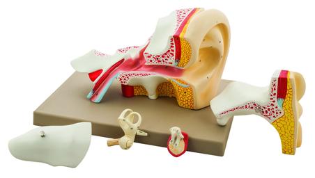 EISCO Premium Human Ear Model, 4 Times Enlarged, 5 Parts