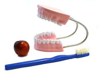 Eisco Labs Oversized Dental Care Model with 14.5