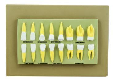 Eisco Labs Human Teeth Anatomical Model, Set of 16, 2 Times Life Size