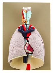 Advanced Heart & Lungs Model - Life Size - 7 Removable Parts - Hand Painted - Designed by Medical Professionals - Eisco Labs