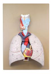 Human Heart & Lung Model, 16.5