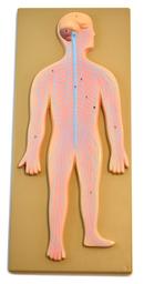 Human Nervous System Model mounted on 18