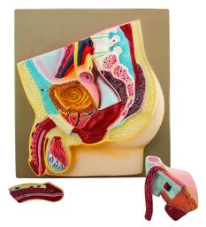Male Pelvis Section Model - Life Size, 3 Parts - Hand Painted - Designed by Medical Professionals - Eisco Labs