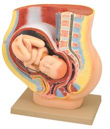 Female Pelvis with Baby, 16.5 Inch - Shows Pregnancy at 9 Months, Full Term - Removable Fetus - Eisco Labs