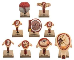 Eisco Labs Pregnancy Series - Embryonic/Fetal Development, Set of 9 Anatomical models