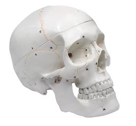 Human Adult Skull Anatomical Model, 3 Part - Life Size - Numbered with Key Card - Medical Quality, 9 Inches - Removable Skull Cap - Eisco Labs