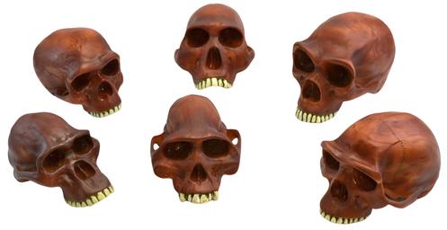 Prehistoric Skull Replicas, Set of 6 - Approx. 10