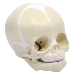 Infant Skull, Human Anatomical Model - Life Size - Articulated Mandible - Eisco Labs