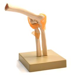 Eisco Labs Human Elbow Joint Anatomical Model, Life Size, Approx. 9'X7