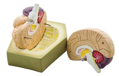 Detailed Human Brain Model; 2 Parts, 6.5