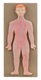 Model Human Lymphatic System
