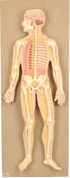 Human Nervous System Model, Mounted