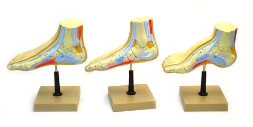 Human Feet Model Set