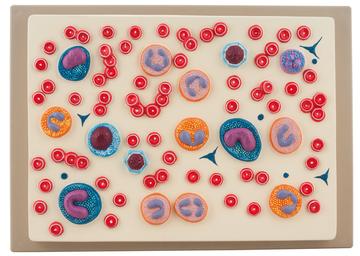 Red Blood Cell