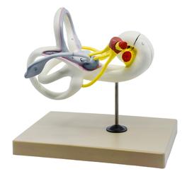 Inner Ear Model, Bony & Membranous Labyrinth - Enlarged 16X Life Size - Sectioned Cochlea - Designed by Medical Professionals & Hand Painted - Eisco Labs