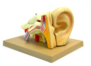 Model, Human Ear, 5 Parts, 4x life size