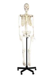 Eisco Labs Life Sized Human Skeleton Model (62