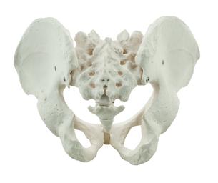 Male Pelvis Model, Human - Life Size, 3D Rendering for Anatomical Study - Medical Quality - Eisco Labs
