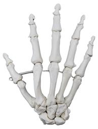 Hand Model, Right - Articulated - Anatomically Accurate Human Hand Bone Replica - Natural Size, Natural Color - Eisco Labs