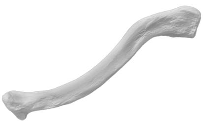 Clavicle Bone Model - Right - Anatomically Accurate Human Clavicle Bone Replica - Eisco