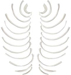Rib Bones - Disarticulated - 24 Bones, Full Set - Natural Size, Natural Color - Human Rib Bones Right and Left Model - Eisco Labs