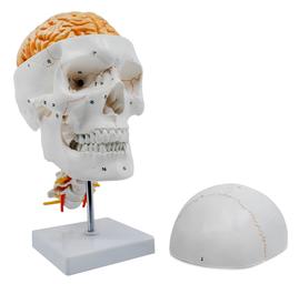Numbered Skull Model, with 3D Brain - Sutures & Cervical Vertebrae  - Natural Color & Size - Mounted on Stand - Eisco Labs