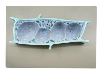 Plant Cell Model, Three Dimensional, Sectional View with Hand Painted Details - Mounted on Base, 13