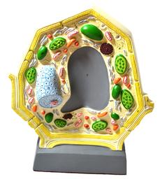 Plant Cell Model, Free Standing - 10.5