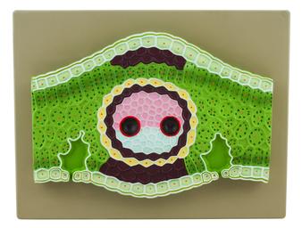 Monocot Leaf Model, Vertical Section, 13