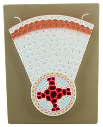 Dicot Root Model - Transverse Section with Hand Painted Details - Eisco Labs