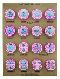 16 Plant Cell Division Meiosis Model, Mounted on Base - 24