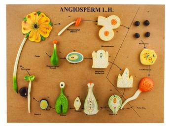 L.H of Angiosperms Model - Three Dimensional - Hand Painted Details, Magnified - Mounted on Base, 24