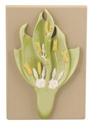 Monocot Flower Model (Wheat) - Three Dimensional, Longitudinal Dissection - Hand Painted Details, Magnified - Mounted on Base, 15