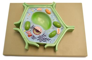 Eisco Labs Plant Cell Model on base; 11.5