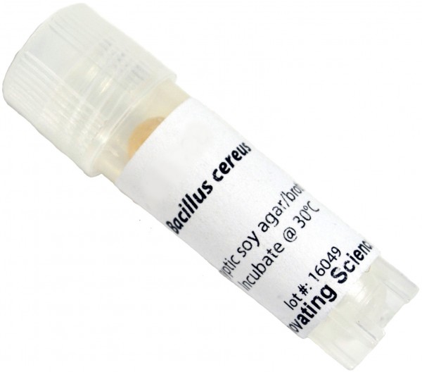 Innovating Science® - Freeze Dried Bacteria Culture - Bacillus Cereus
