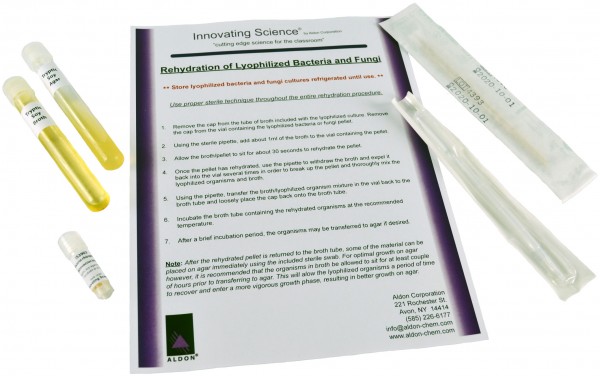 Innovating Science® - Freeze Dried Bacteria Culture - Micrococcus Luteus