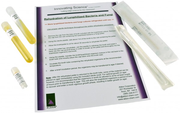 Innovating Science® - Freeze Dried Bacteria Culture - Staphylococcus Epidermidis