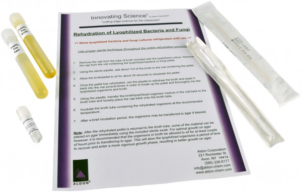 Innovating Science® - Freeze Dried Bacteria Culture - Enterobacter Aerogenes