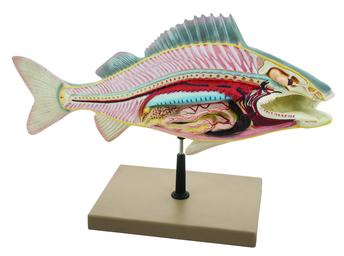 Eisco Labs Fish Dissection Model (Perch); fish 19.5 inches long