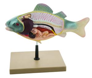 3D Fish Dissection Model, 14