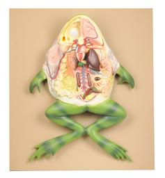 EISCO Frog Dissection Model, Large