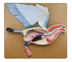 Pigeon Dissection Model, 18