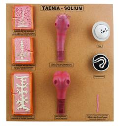 Large Tape Worm Taenia Solium Scolex Comparison Model