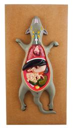 Eisco Labs Male Rat / Mouse Dissection Anatomical Model 24