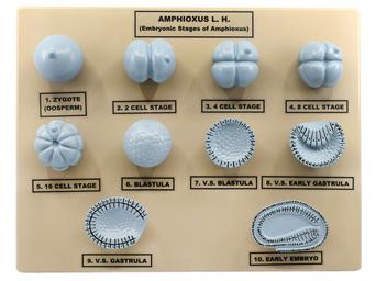 Amphioxus Embryonic Stages Model - Three Dimensional with Hand Painted Details - Mounted on Base, 10