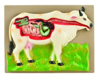Eisco Labs Cow Digestive System Model