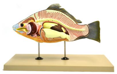 Model, Fish (Carp), 16